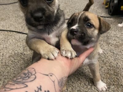 Pitskies Puppies