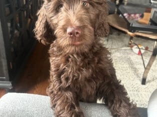 5 month old Goldendoodle chocolate