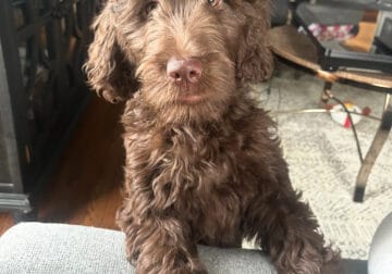 5 month old Goldendoodle chocolate
