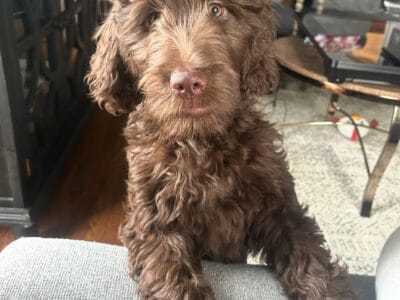 5 month old Goldendoodle chocolate