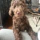 5 month old Goldendoodle chocolate