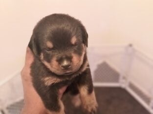 German Rottweiler puppies