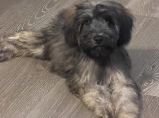 Male pup