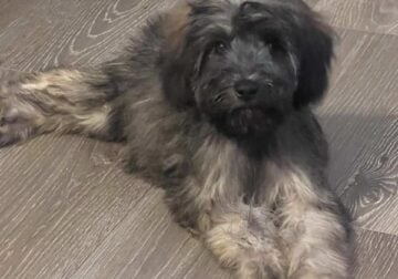 Male pup