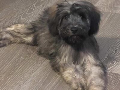 Male pup