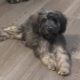 Male pup