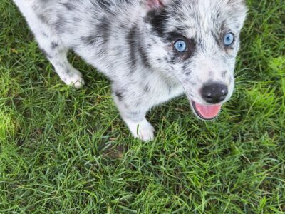 Pomsky puppy Willow