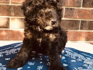 Oscar