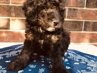 Oscar