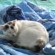 White Cat to Rehome