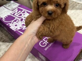 Teacup poodle & maltipoo
