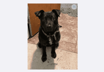Please adopt