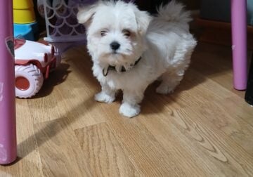 Maltese dog 10 weeks