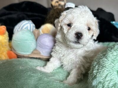 MALTIPOO PUPPIES