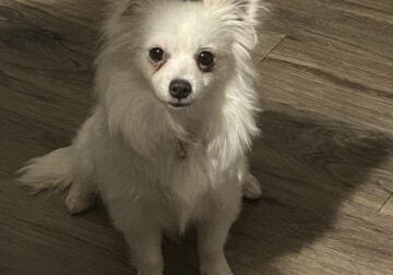 6 month pomchi