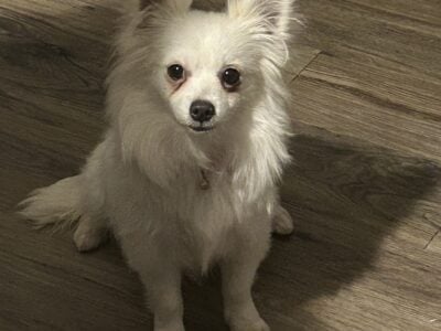 6 month pomchi