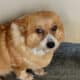 AKC corgis