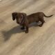 Female Mini Dachshund Puppy