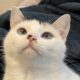 White Cat to Rehome