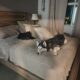 Rehoming year and half male huskey