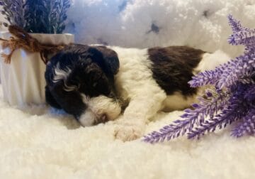 AKC Standard Poodle Puppies