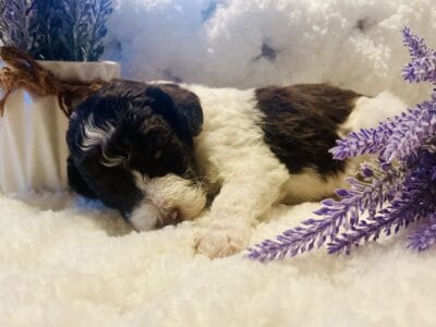 AKC Standard Poodle Puppies
