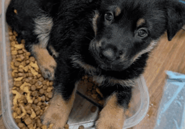 Prince the Silver Puppy