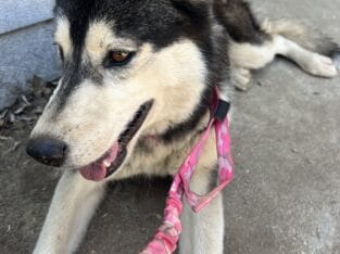 Rehoming 3yr old