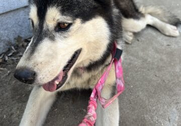 Rehoming 3yr old