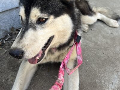 Rehoming 3yr old