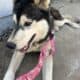 Rehoming 3yr old