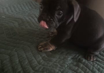 Frenchie puppies
