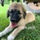 Purebred Anatolian puppies