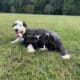 Old English Sheepdog