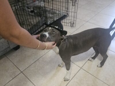 Finding a good home for Lunna