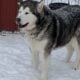 Alaskan malamute for adoption