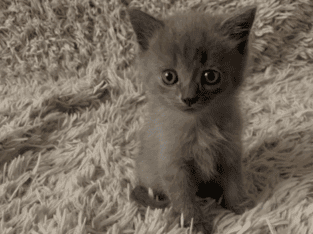 free to a loving home!