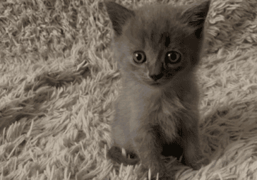 free to a loving home!