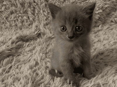 free to a loving home!