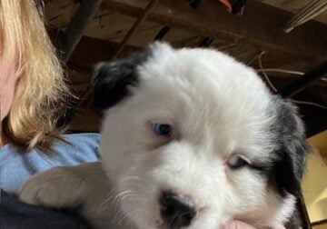 Purebred Female Australian Shepherd Puppy