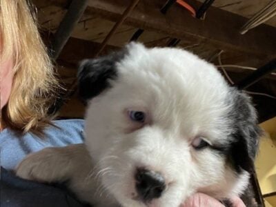 Purebred Female Australian Shepherd Puppy