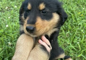 Golden Retriever/Rough Collie Puppies