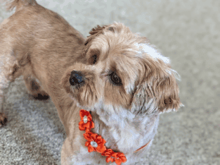 Female Shorkie