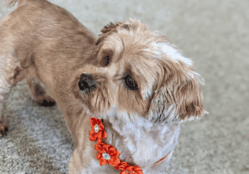 Female Shorkie