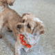 Female Shorkie