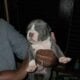 Blue Merle Puppys 5/11/25