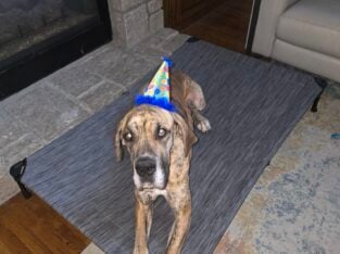 2 year old male great dane