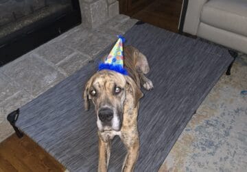 2 year old male great dane