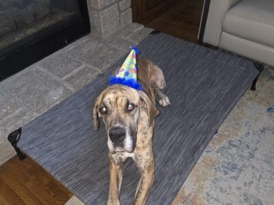 2 year old male great dane