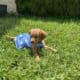 AKC Golden Retriever Puppies